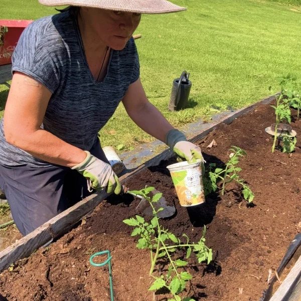 Une femme portant un chapeau et des lunettes de soleil plante des tomates dans un jardin ensoleillé.
