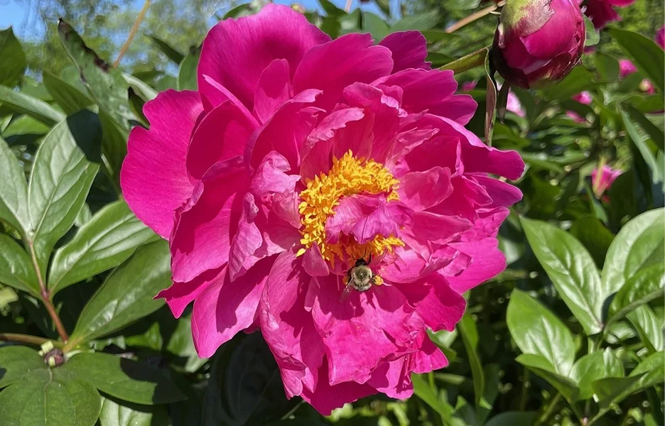 Une grande pivoine rose avec une abeille posée dessus.
