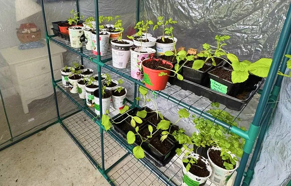 Une maison verte avec des plantes et des pots disposés sur des étagères.