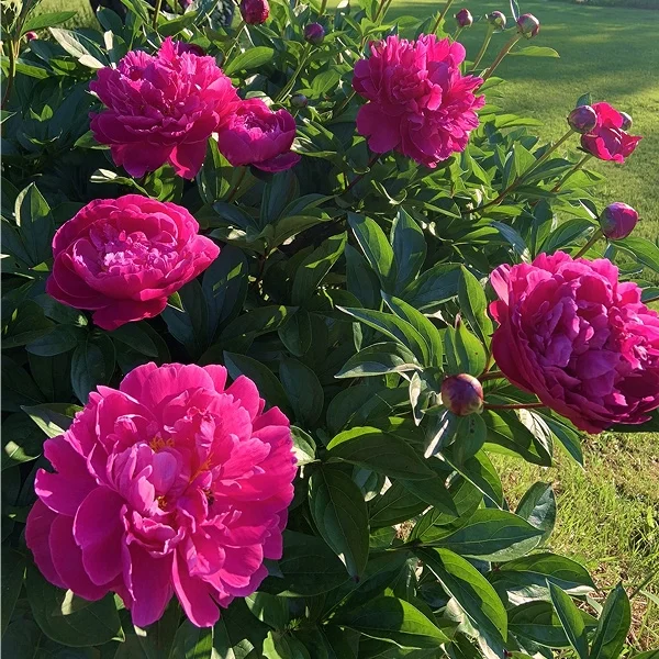 Fleurs de pivoine colorées dans un jardin verdoyant, ajoutant une touche de beauté naturelle à l'environnement.