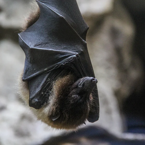 Une chauve-souris suspendue à une branche d'arbre, tête en bas, contribuant à la protection du jardin.