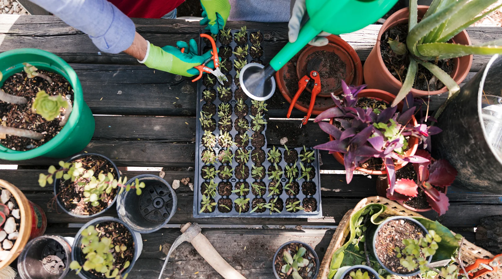 Une personne arrose des plantes dans un jardin, illustrant l'idée de créer un jardin vivant.