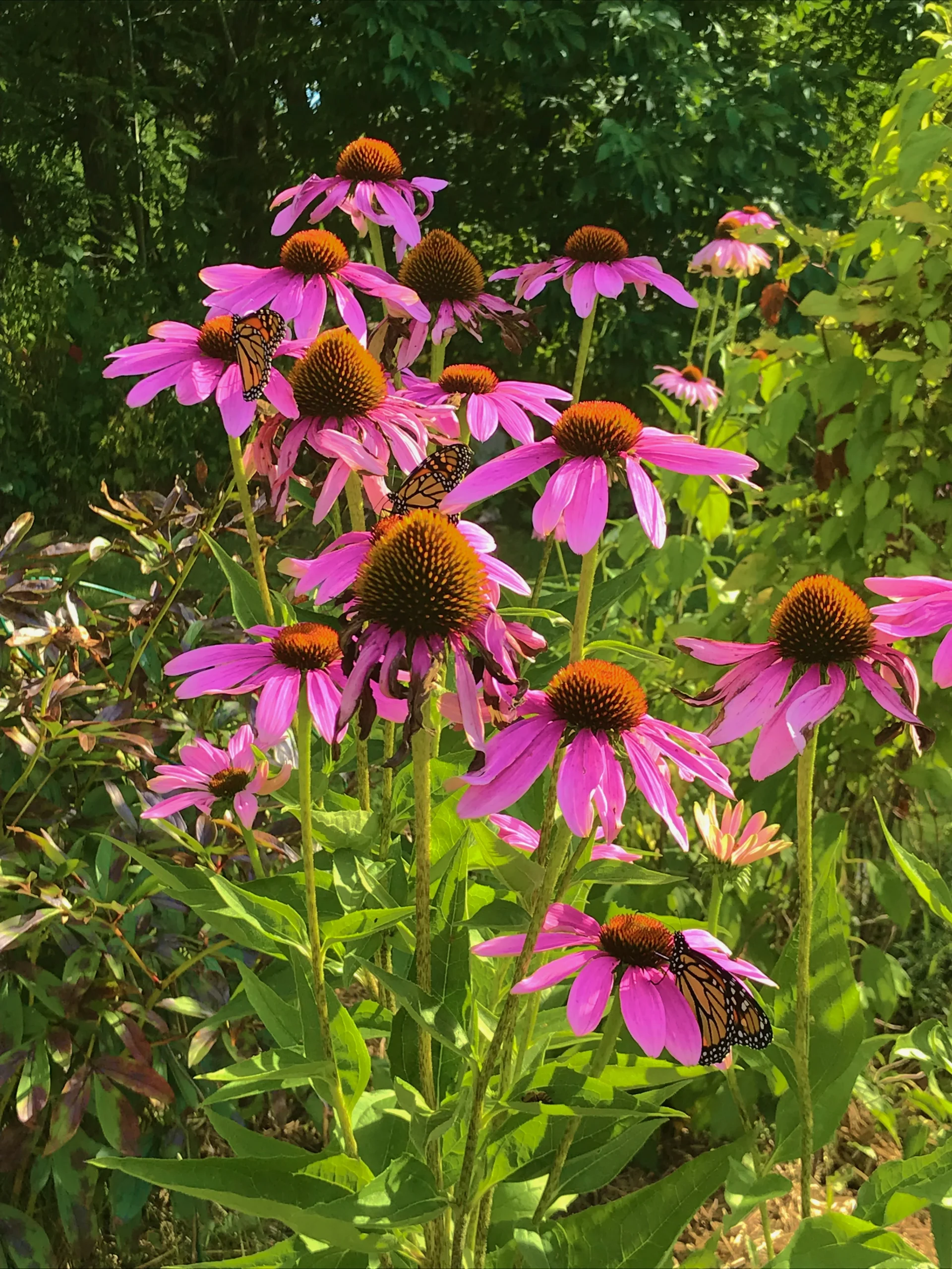 Échinacée pourpre en fleurs dans un jardin, entourée de verdure et de lumière naturelle.