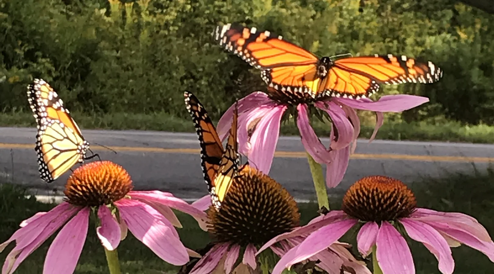 Des papillons monarques se posent sur des échinacées, créant une scène colorée et naturelle.