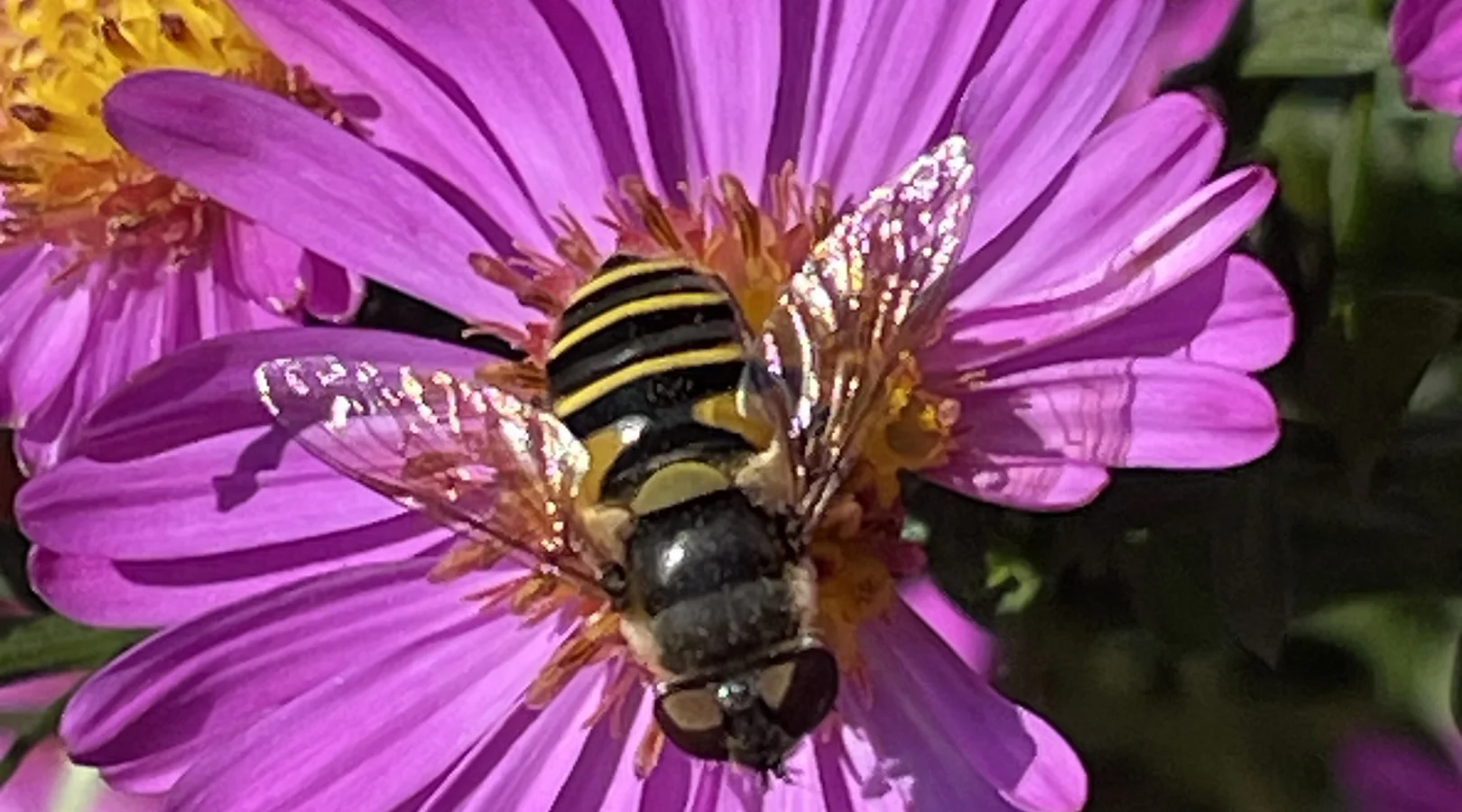 Une abeille se posant sur une fleur violette à rayures jaunes, symbolisant la pollinisation des graines indigènes.