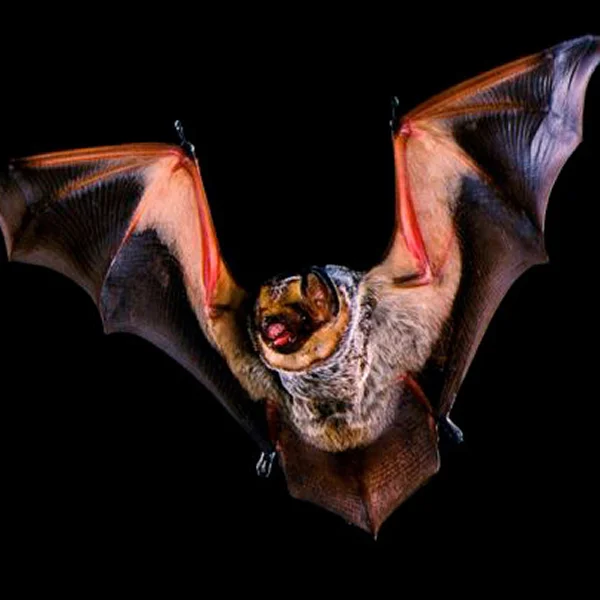 Une chauve-souris déployant ses ailes dans les airs, symbolisant la protection du jardin.
