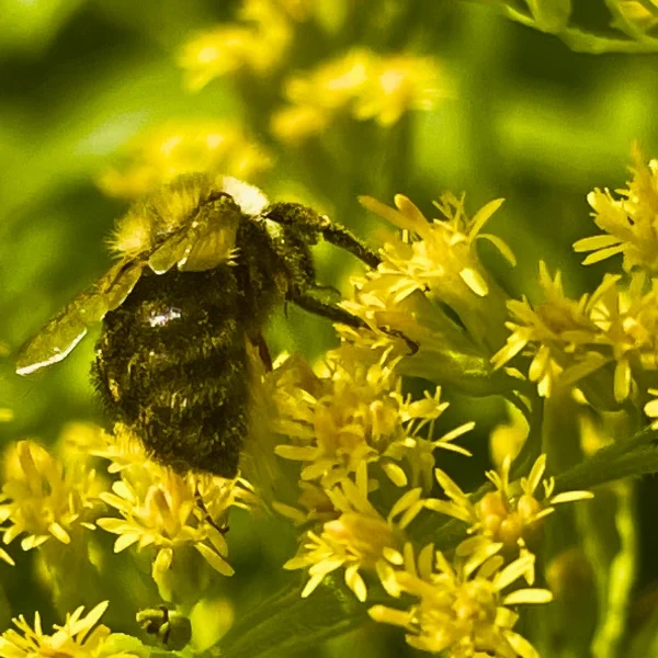 Une abeille se pose sur une fleur jaune, illustrant l'interaction entre pollinisateurs et plantes.