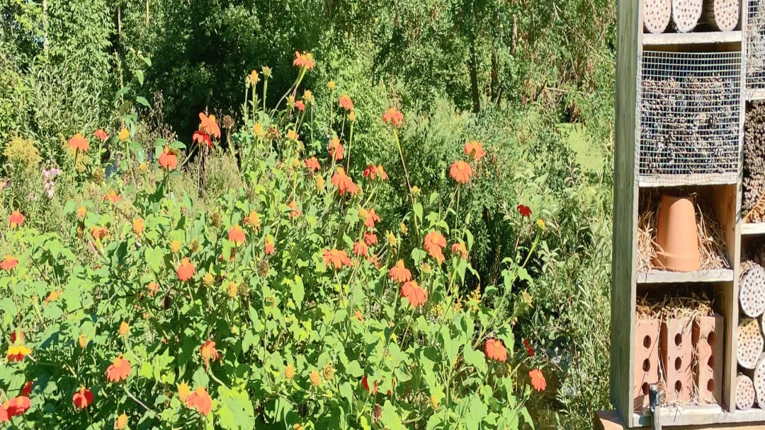 Une ruche en bois entourée d'un jardin de fleurs colorées, créant un habitat idéal pour les abeilles.
