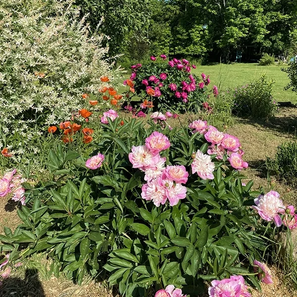 Un jardin coloré avec une variété de fleurs de différentes espèces et tailles, créant un paysage floral vibrant.