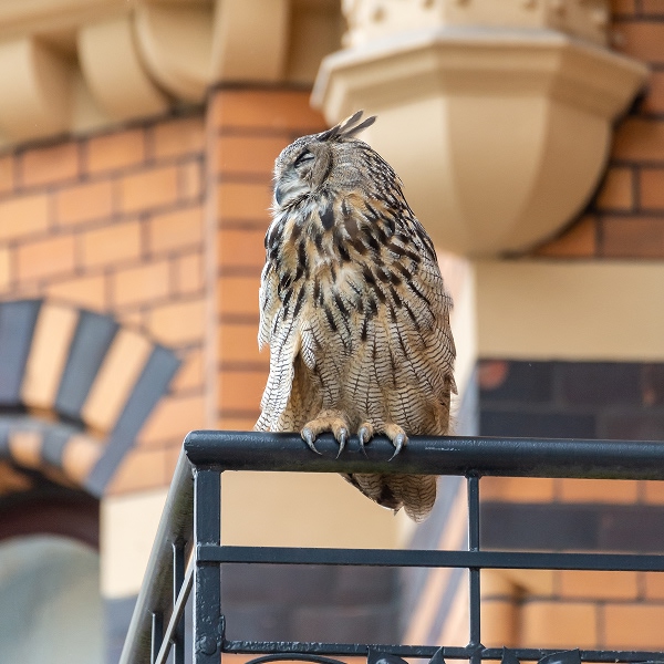 Grand-duc perché sur une balustrade de bâtiment urbain illustrant le choix d'un abri adapté à l'espace disponible