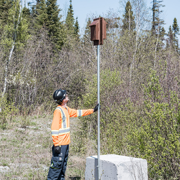Installation d’un nichoir à oiseaux pour favoriser la biodiversité dans un jardin vivant