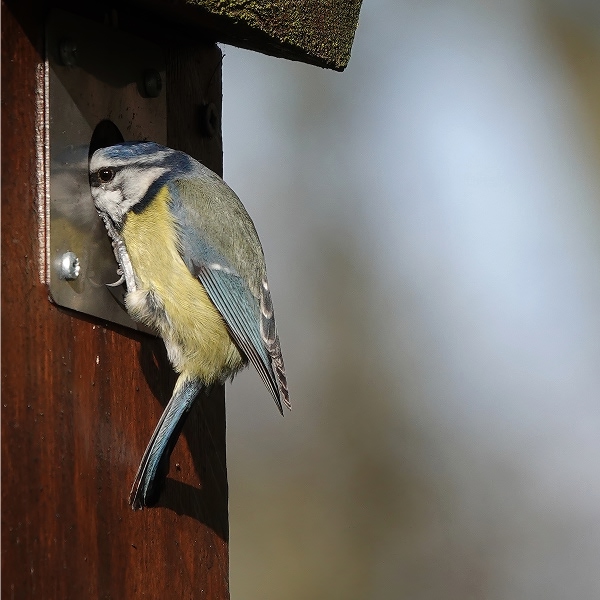 Mésange bleue entrant dans un nichoir en bois, illustrant comment bien installer un abri pour oiseaux et insectes au jardin
